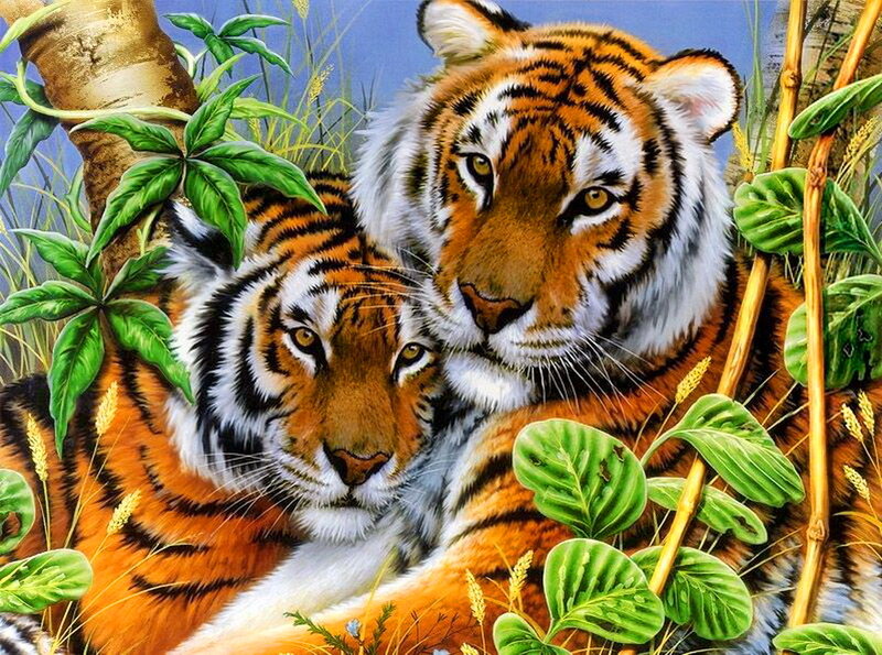 Two Tigers in Jungle