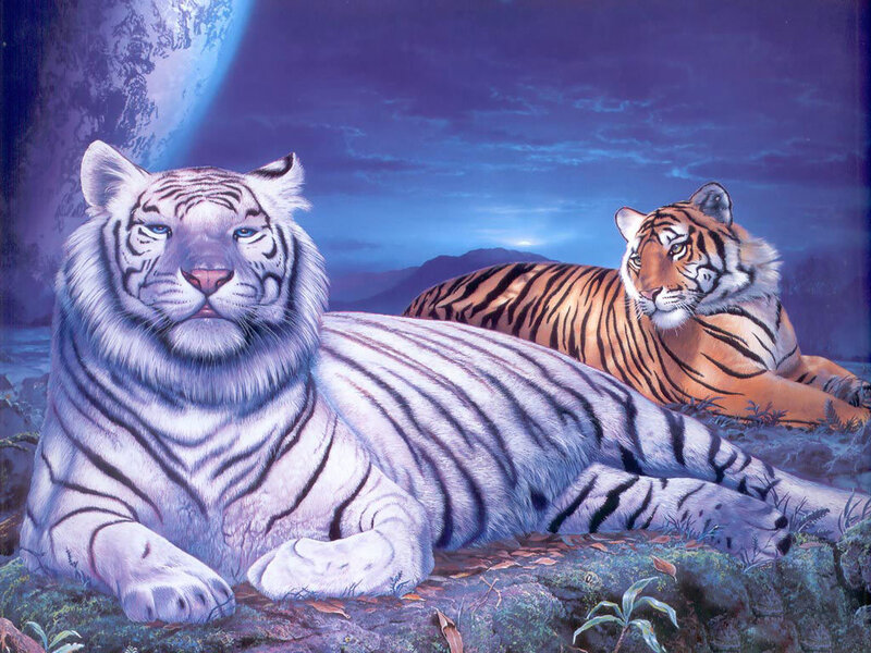 Two tigers in moonlight