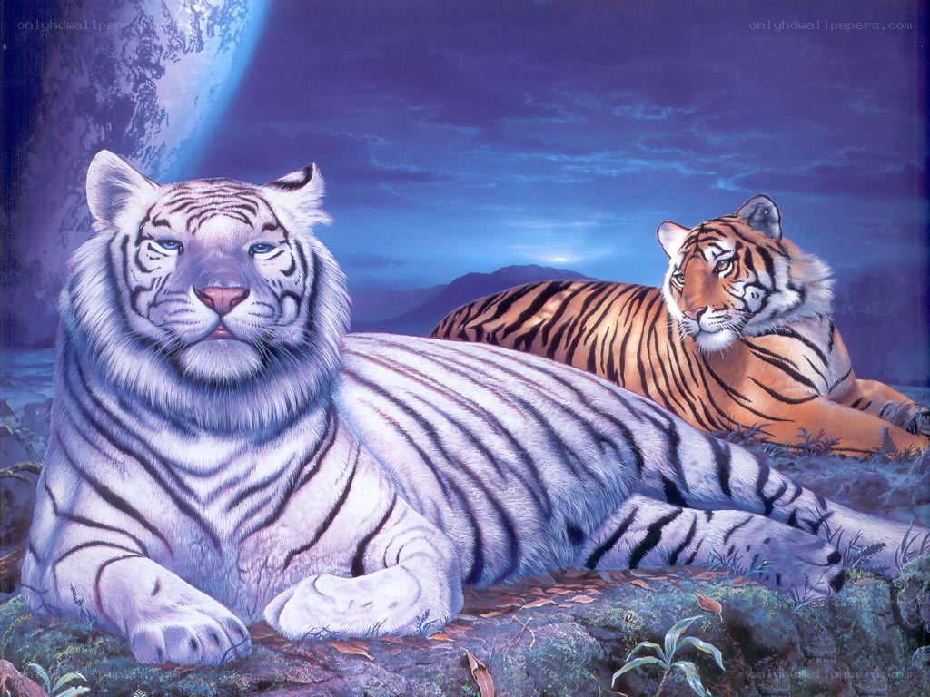Two tigers in moonlight
