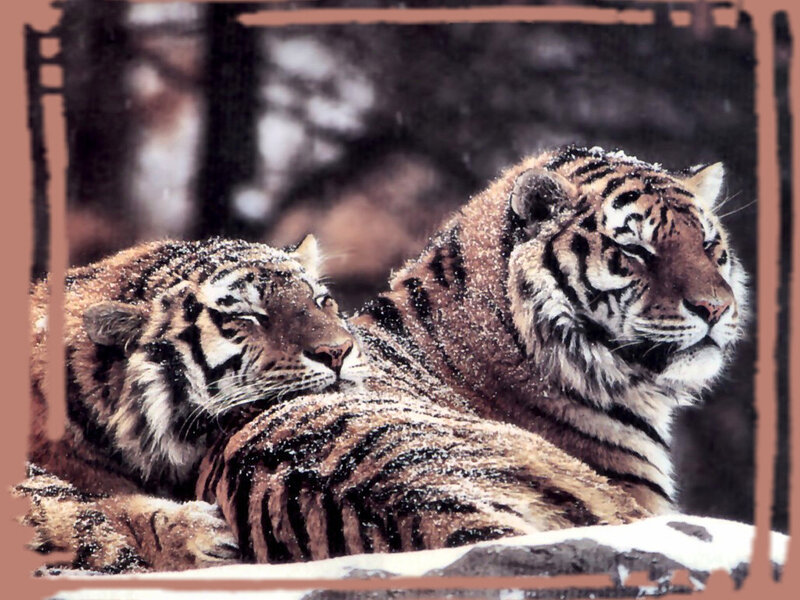Two Tigers in Snow — Brown