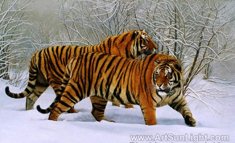 Two Tigers in Snow — Orange, Calm, Winter