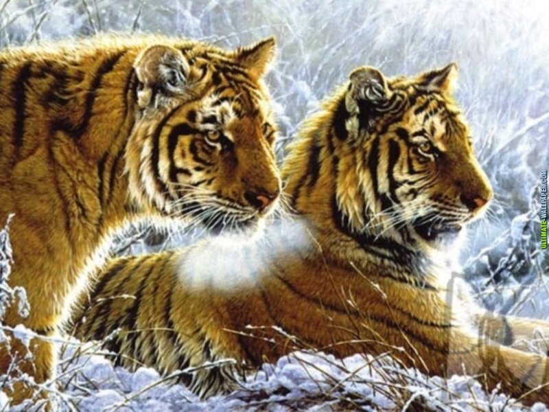 Two Tigers in Snow — Orange
