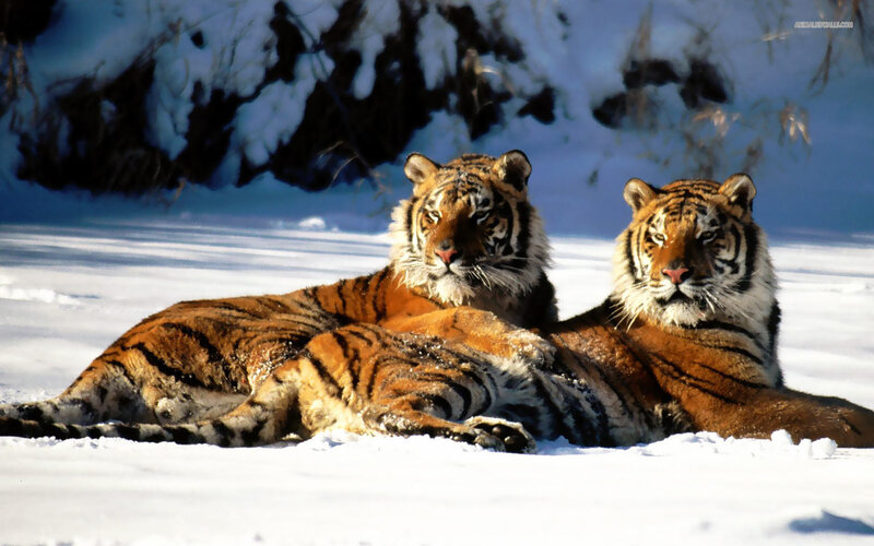 Two Tigers in Snow — White, Calm, Winter, Photograph