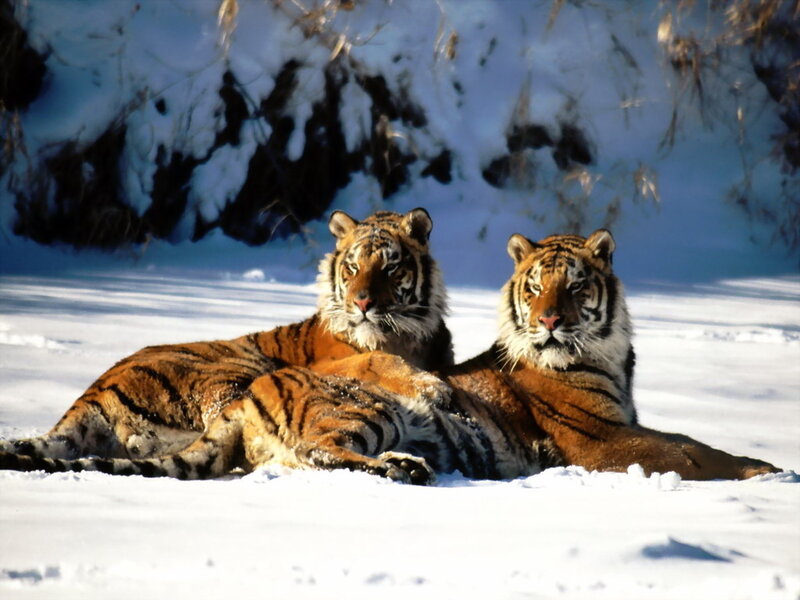 Two Tigers in Snow — White, Calm, Winter, Photograph, Tiger, Trees