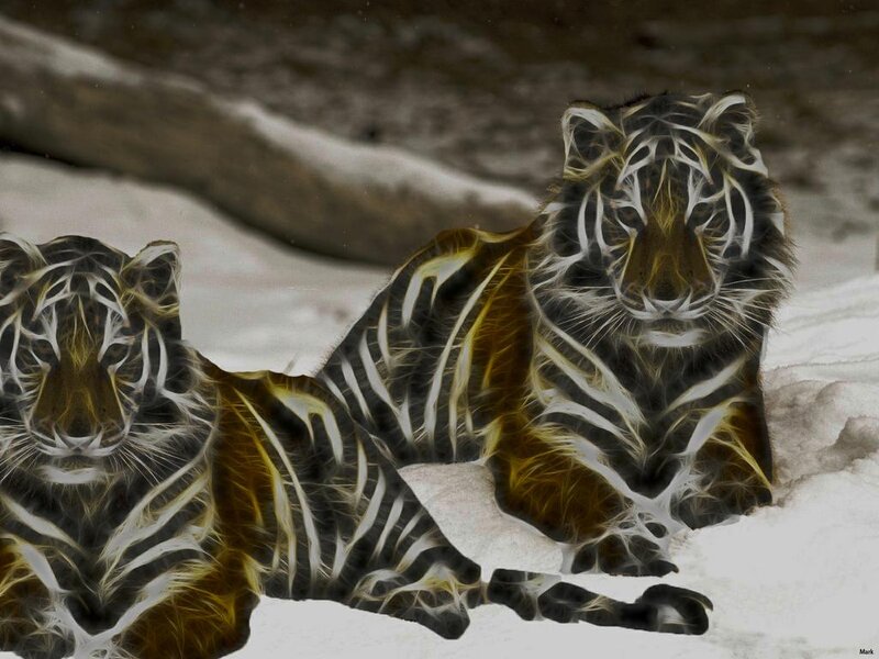 Two Tigers in Snow — White, Calm, Winter