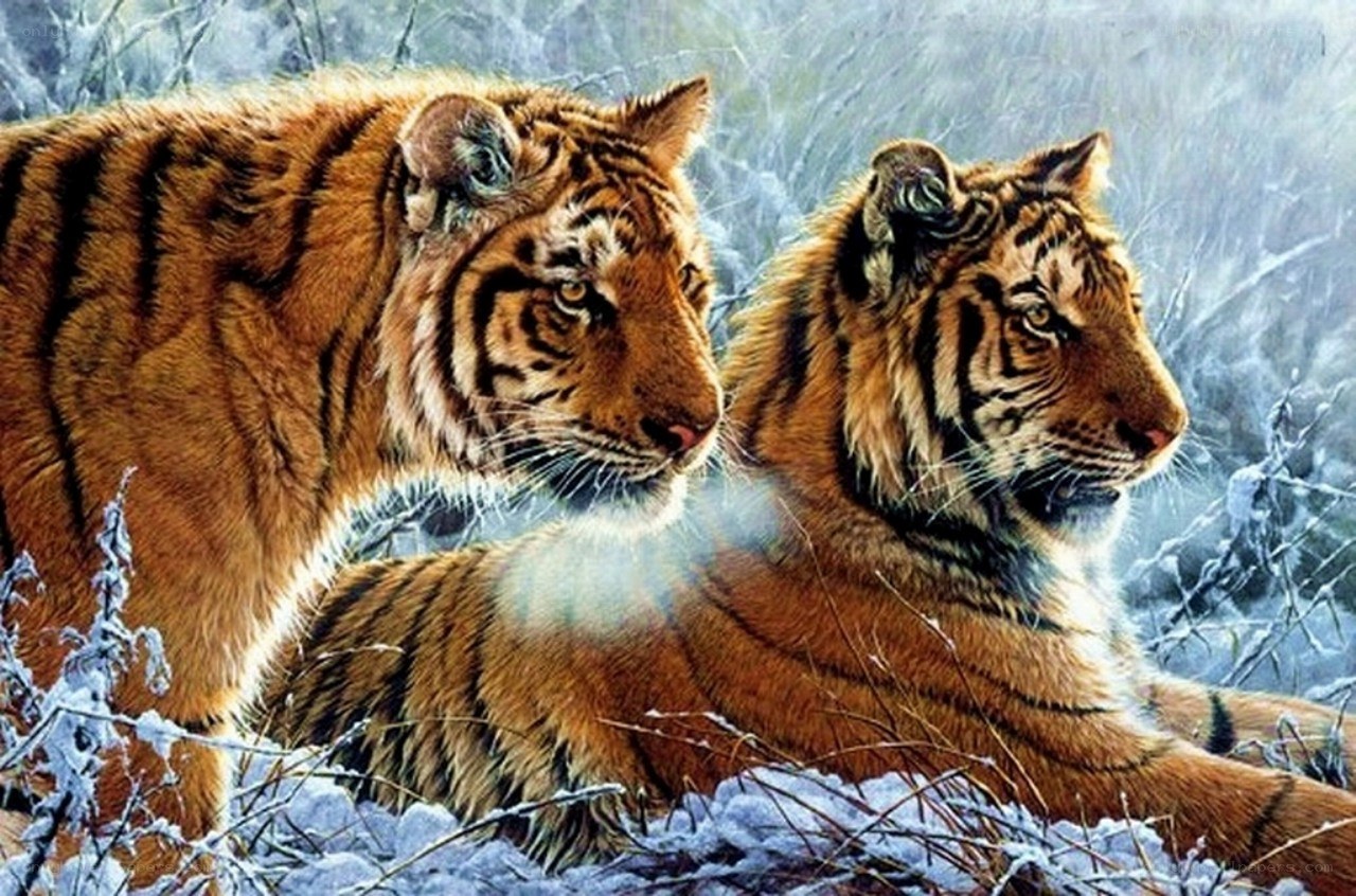 Two tigers in snowy forest