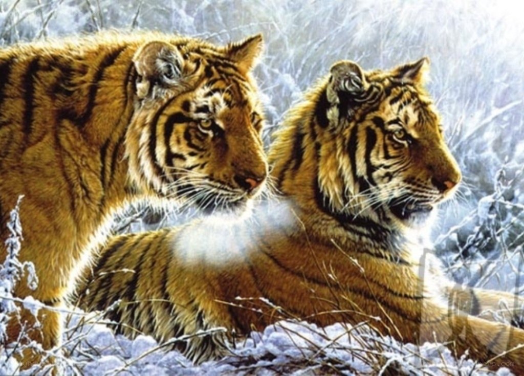 Two tigers in snowy forest