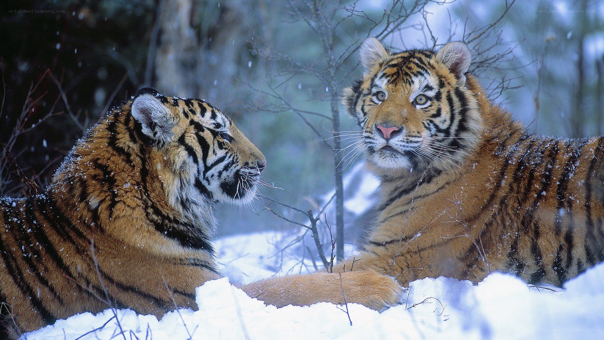 Two tigers in snowy forest