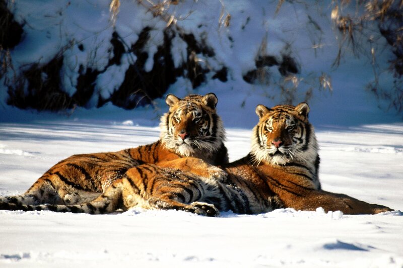 Two tigers in the snow