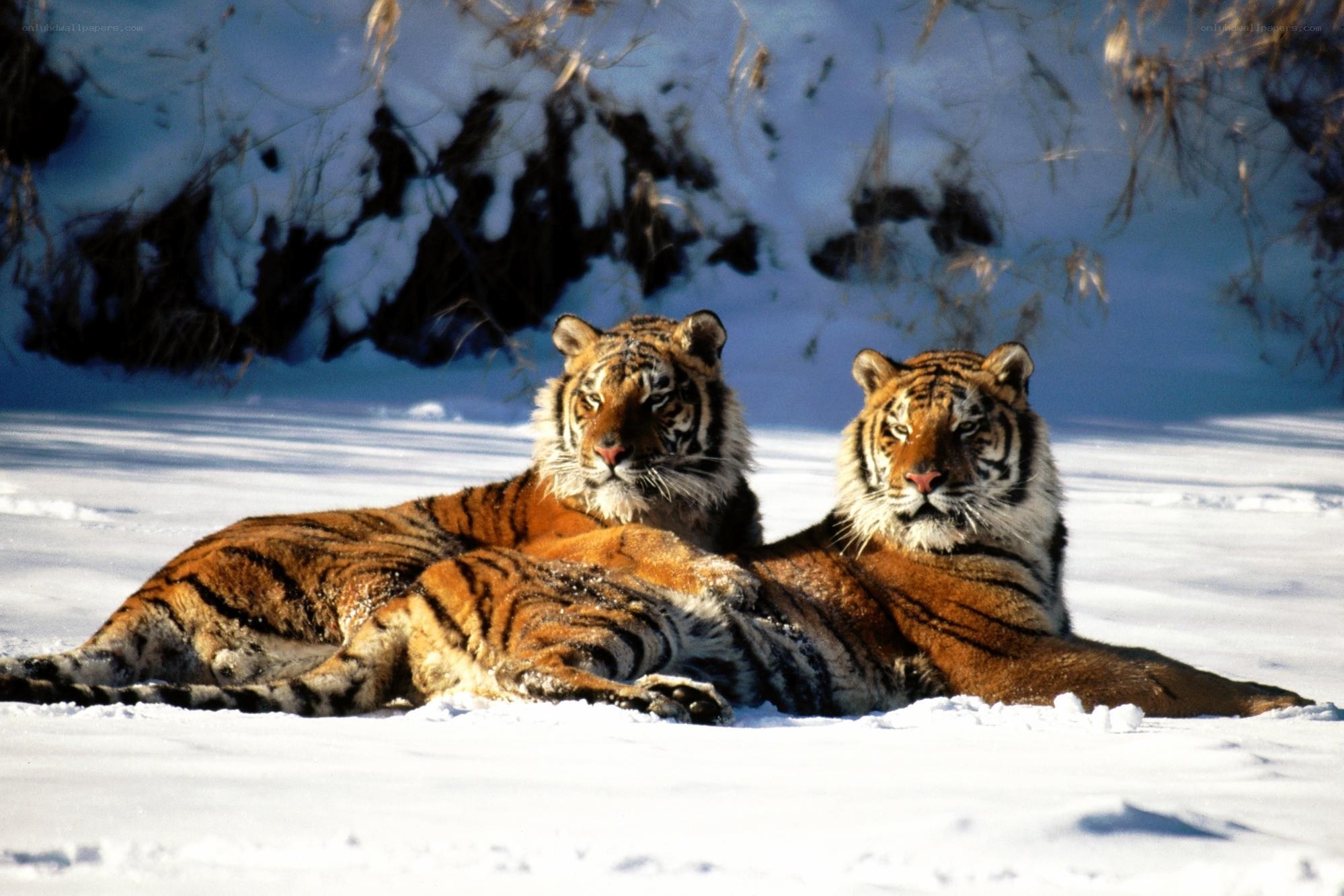 Two tigers in the snow