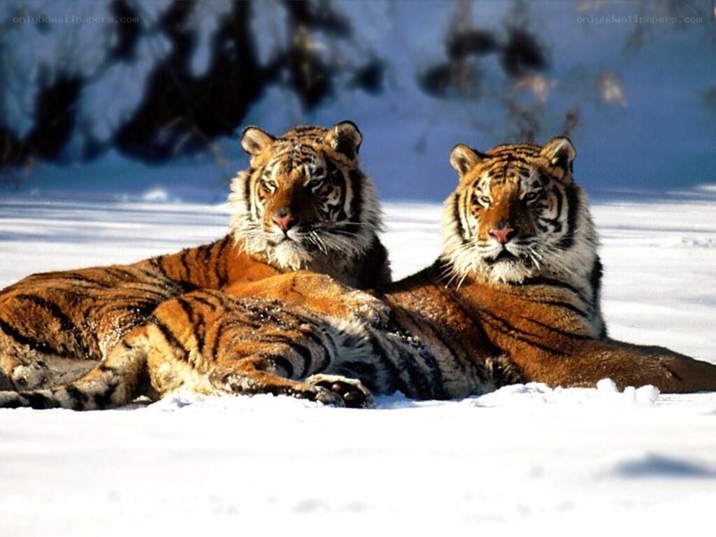 Two tigers in the snow