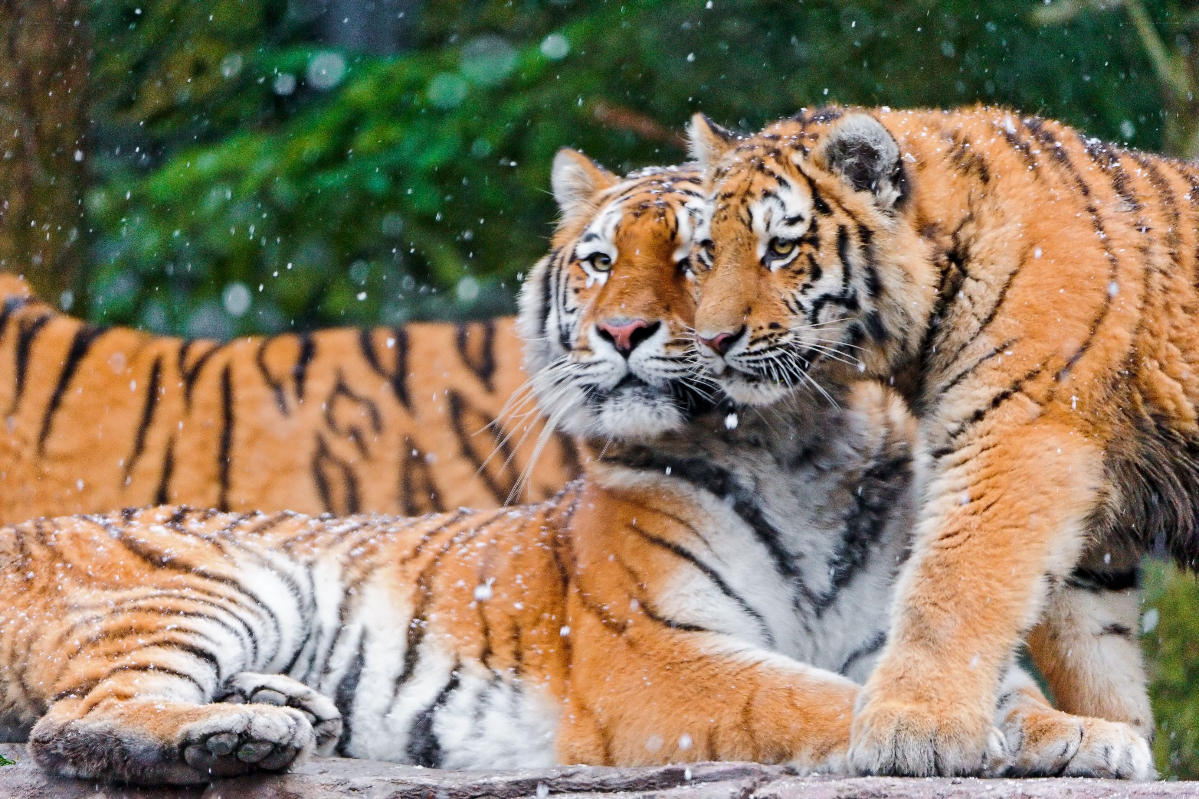 Two tigers in the snow