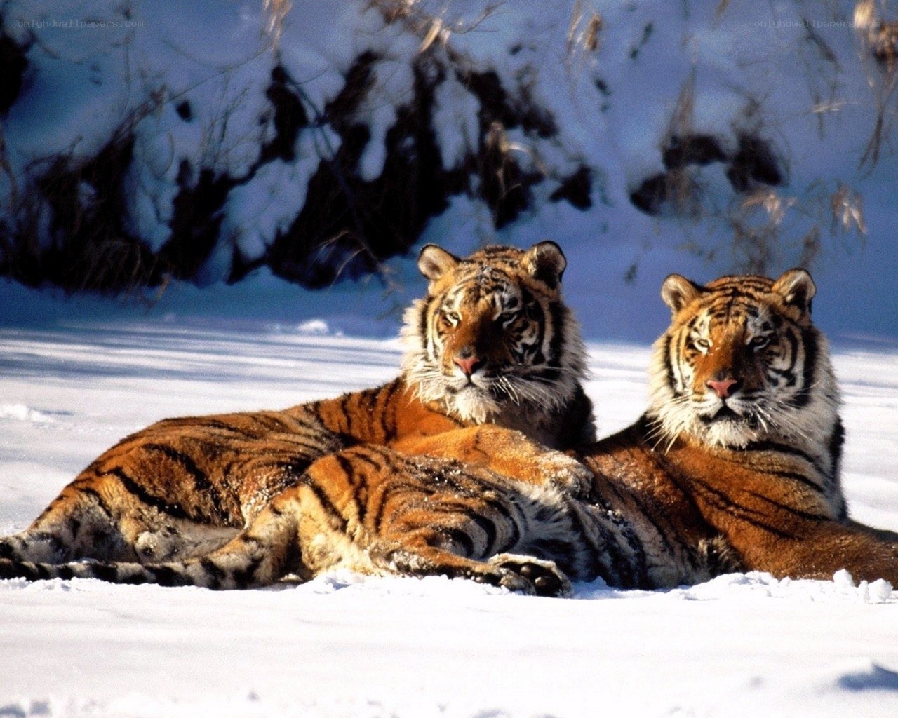 Two tigers in the snow