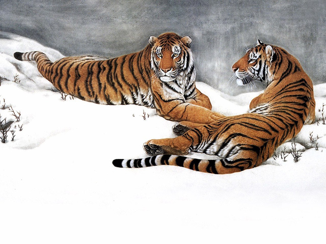 Two tigers in the snow
