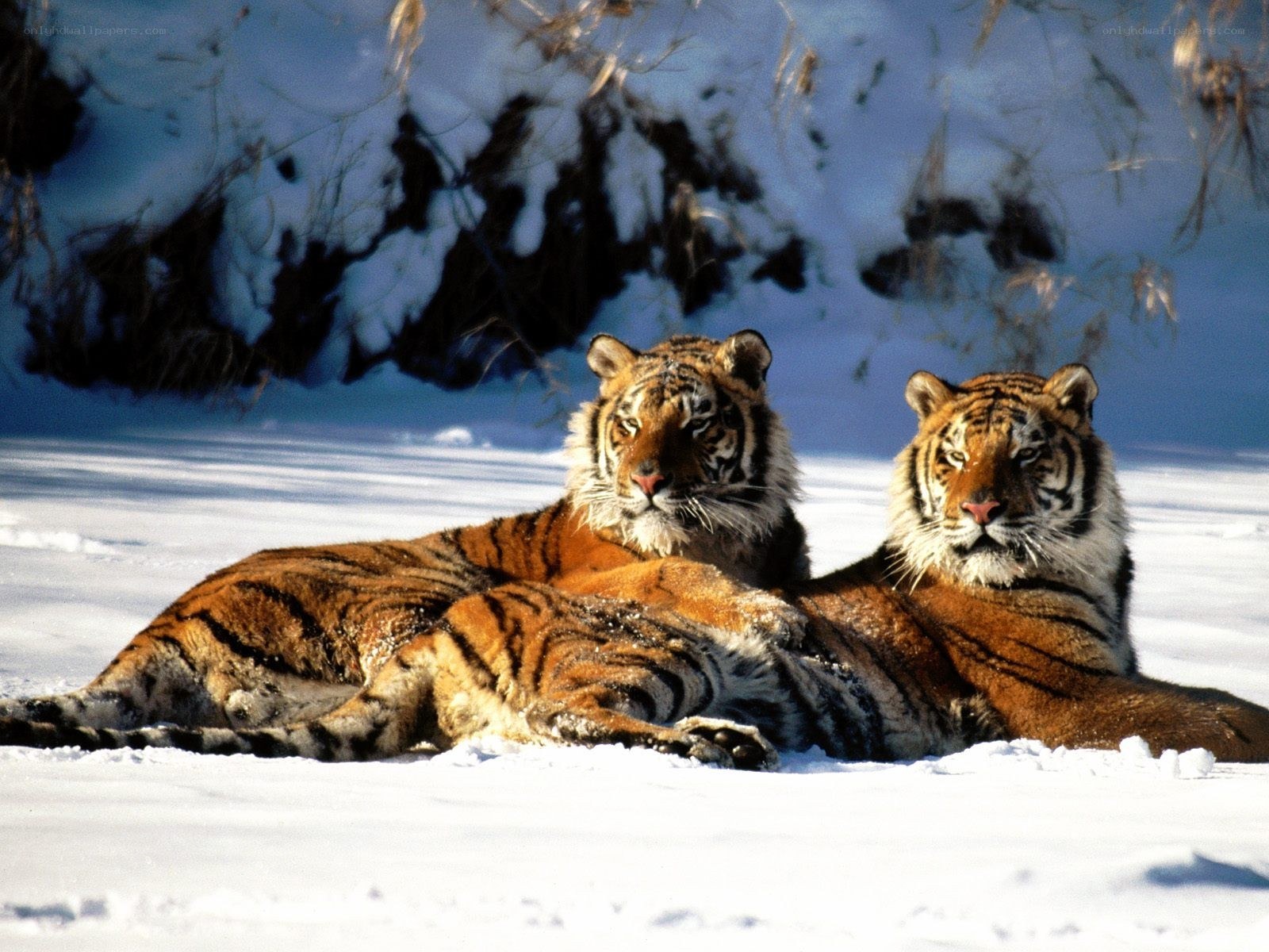 Two tigers in the snow