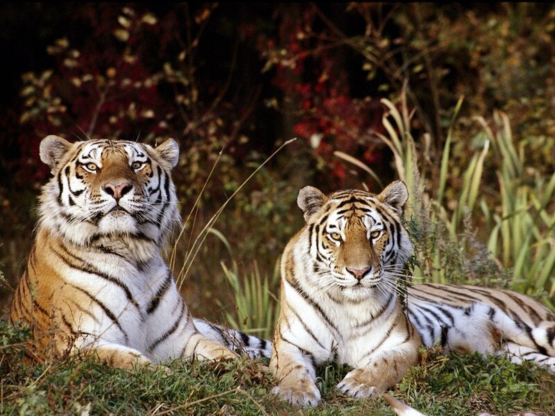 Two tigers in the wild