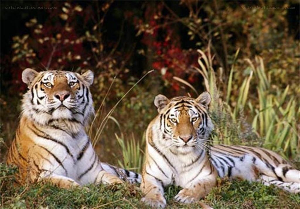 Two tigers in the wild