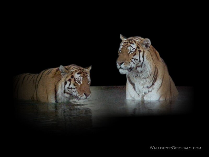 Two Tigers in Water — Black