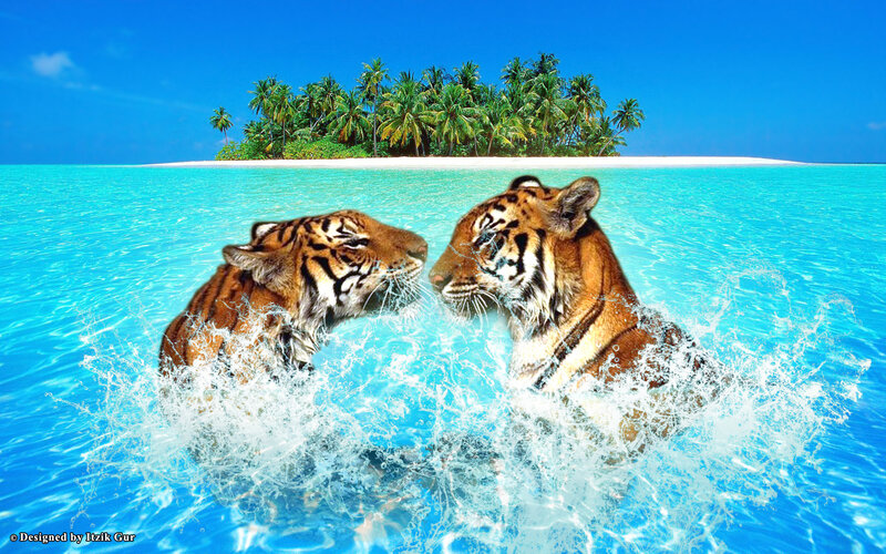 Two Tigers in Water — Blue