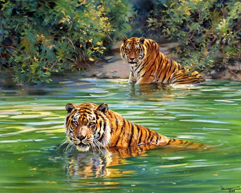Two Tigers in Water — Green, Calm, Afternoon