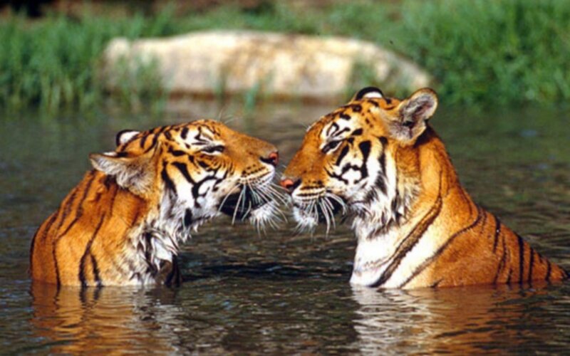 Two Tigers in Water — Orange, Calm