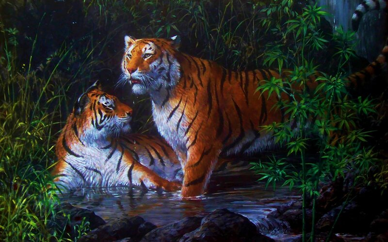 Two Tigers in Water — Orange