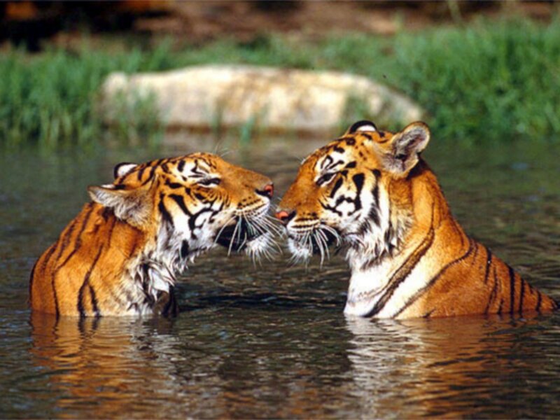 Two tigers in water