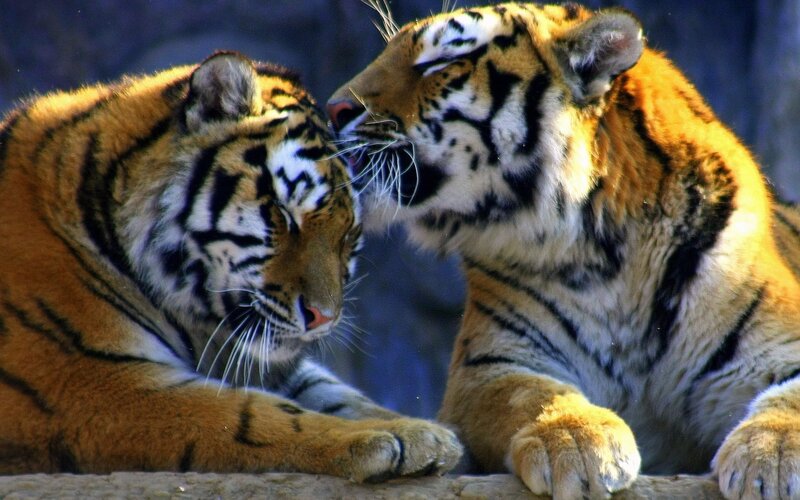 Two tigers interacting