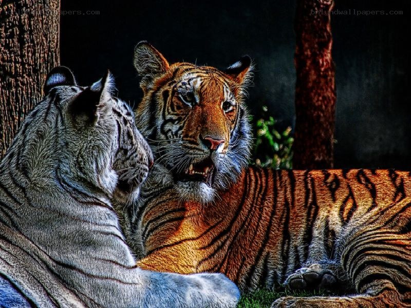 Two tigers interacting