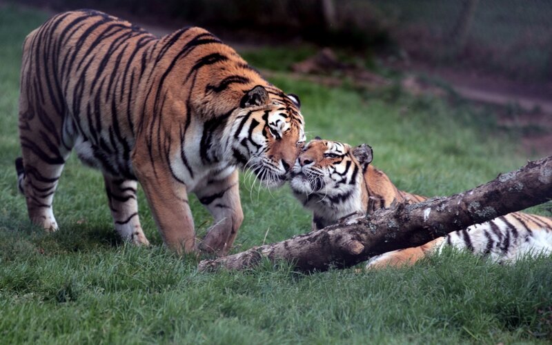 Two Tigers Interacting — Green, Calm, Photograph
