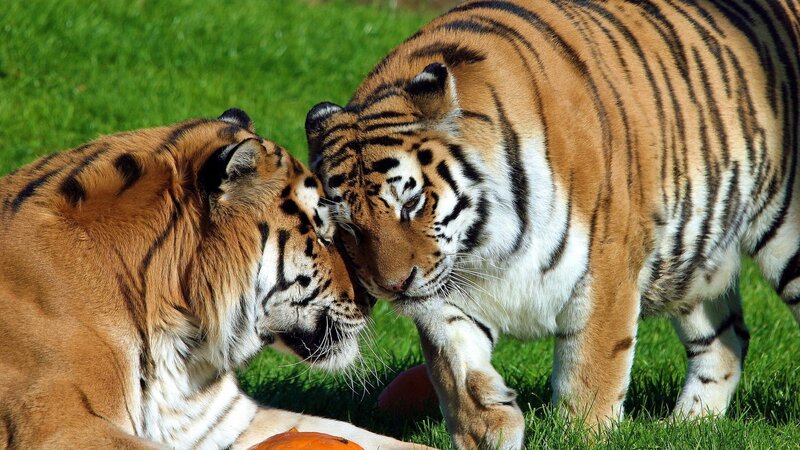 Two Tigers Interacting — Green, Calm