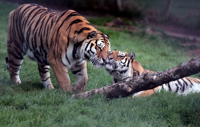 Two Tigers Interacting — Green