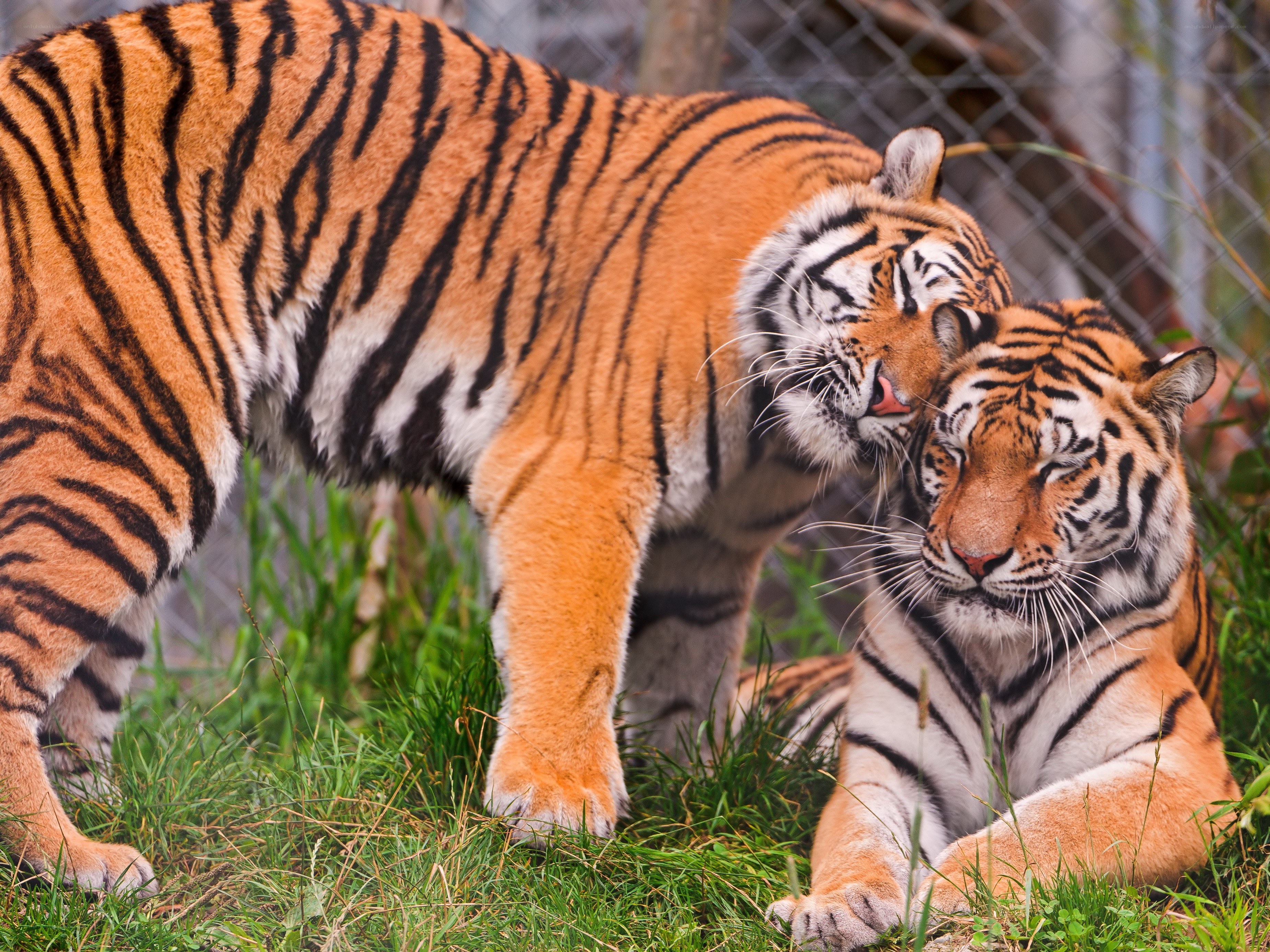 Two tigers interacting in grass