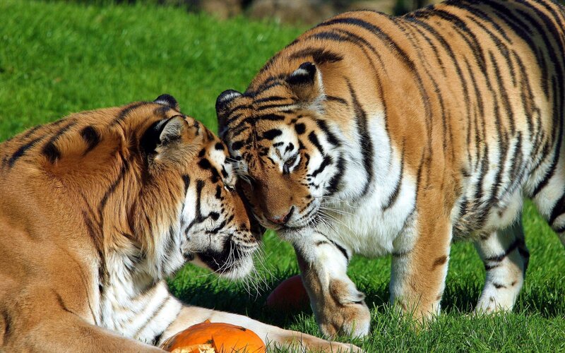 Two Tigers Interacting — Orange, Calm, Afternoon