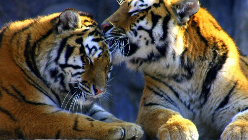 Two Tigers Interacting — Orange, Calm, Photograph