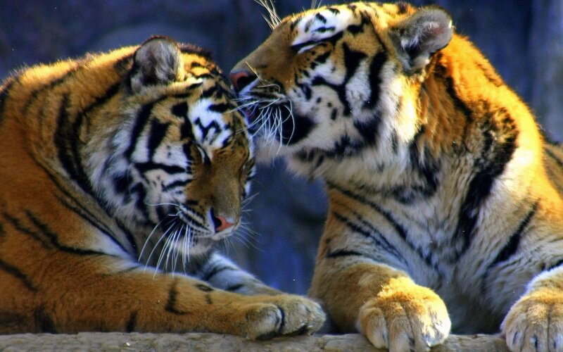 Two Tigers Interacting — Orange, Calm, Photograph, Tiger