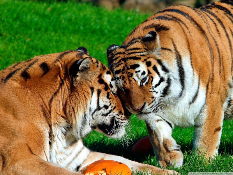 Two Tigers Interacting — Orange, Calm