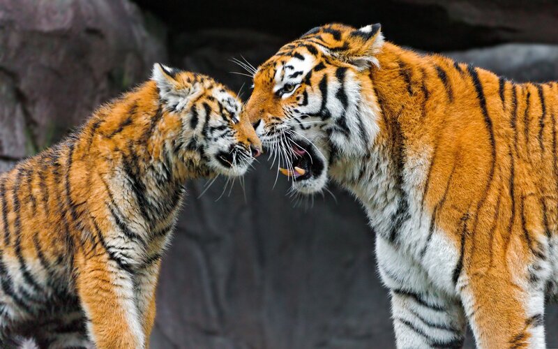 Two Tigers Interacting — Orange, Dramatic