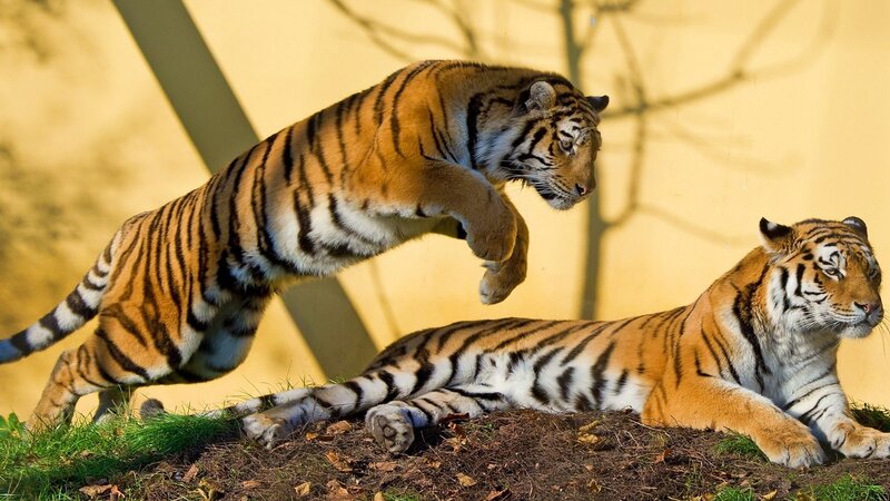 Two Tigers Interacting — Orange, Dynamic, Afternoon