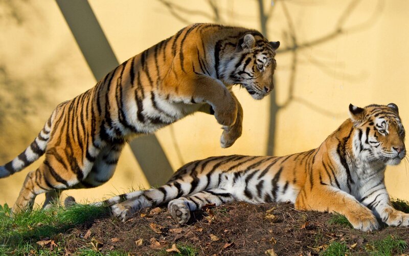 Two Tigers Interacting — Orange, Dynamic
