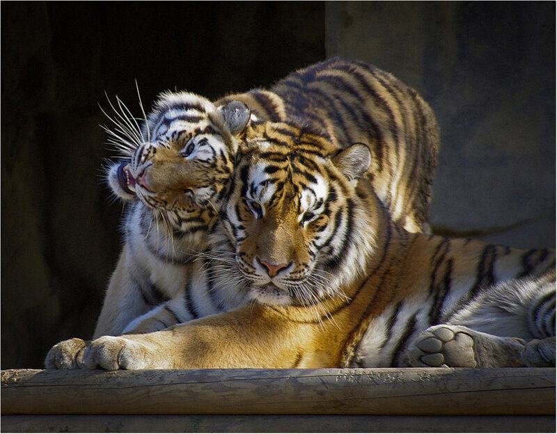 Two Tigers Interacting — Orange