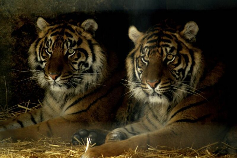 Two Tigers Lying Down — Brown, Calm, Photograph
