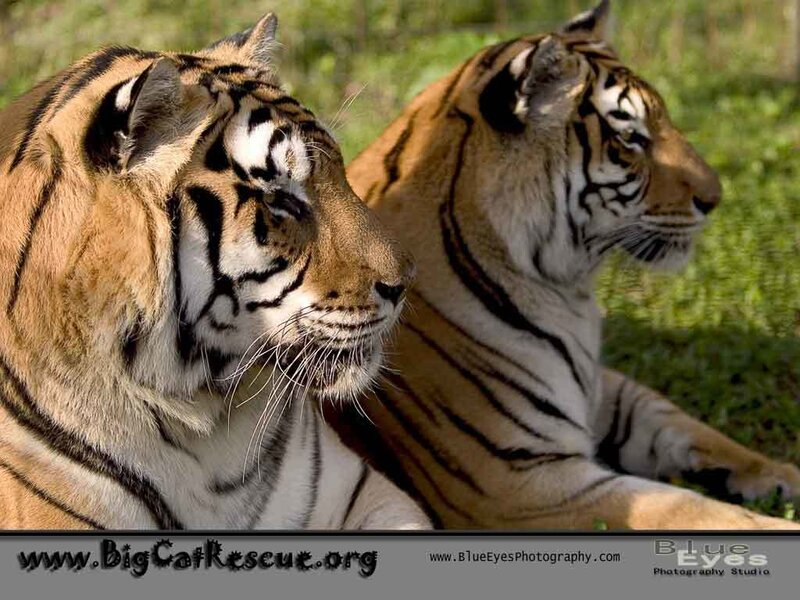 Two Tigers Lying Down — Orange, Calm, Afternoon