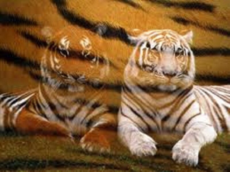 Two Tigers Lying Down — Orange, Calm, Photograph