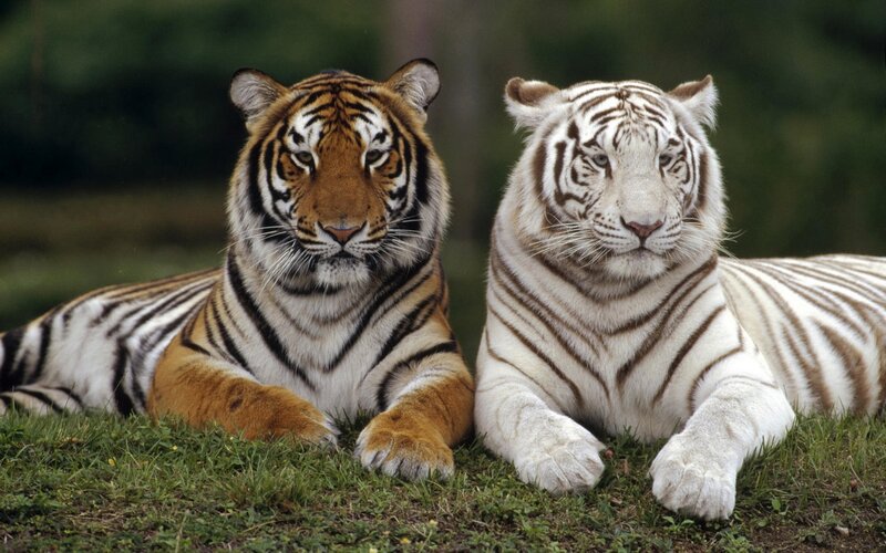 Two Tigers Lying Down — Orange, Calm