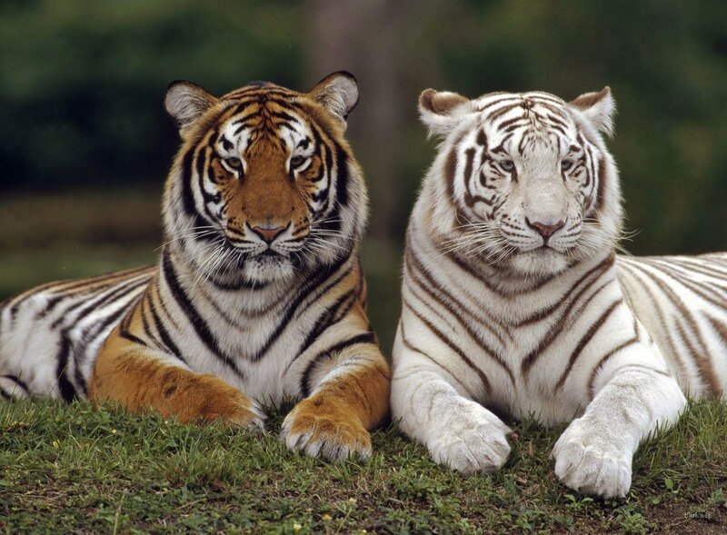 Two Tigers Lying Down — Orange