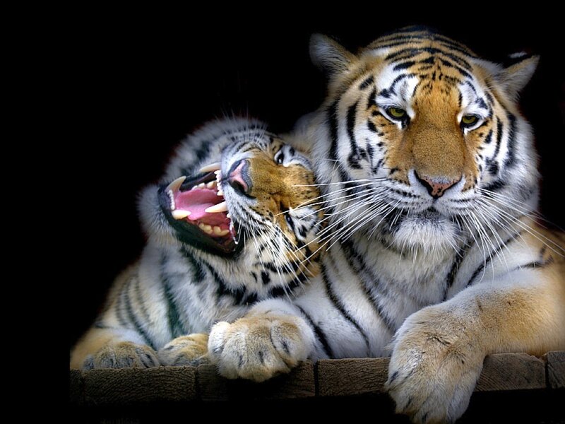 Two Tigers Lying Down