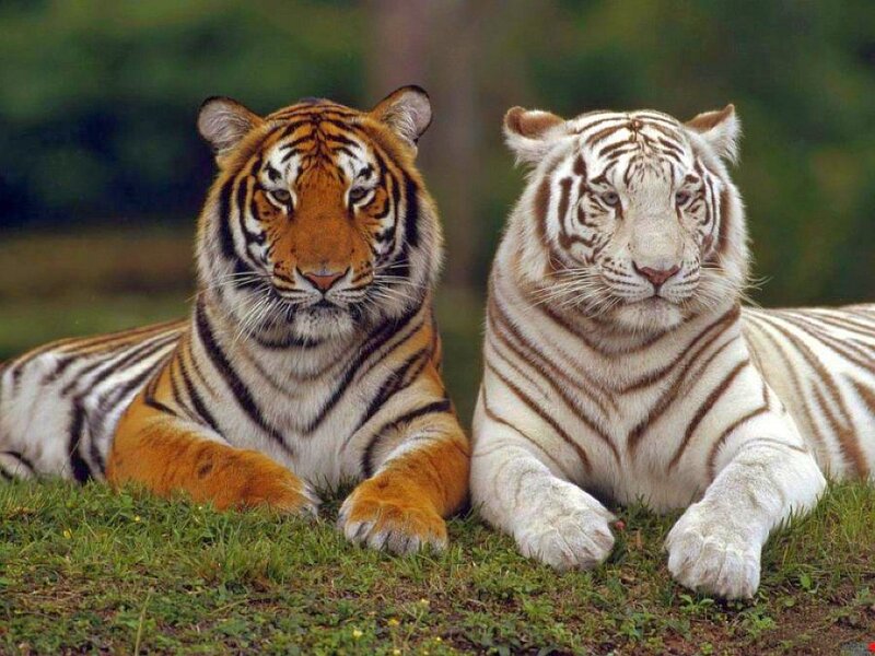 Two tigers lying on grass