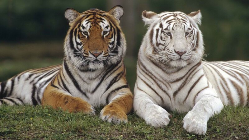 Two tigers lying on grass