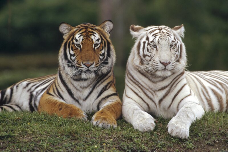 Two Tigers Lying